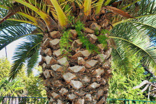Close up of the trunk of a Canary Island Date Palm (Phoenix canariensis)
