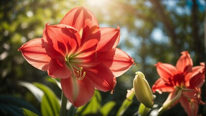 Stunning Amaryllis Hippeastrum: Elegance and Vibrancy