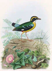 Colorful  Birds. Digital watercolor art