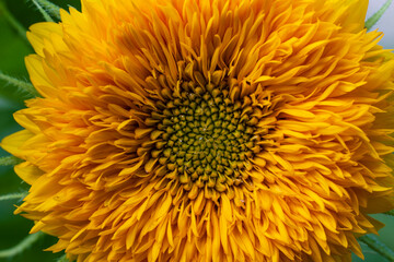 Decorative sunflower flower on a sunny summer day. Orange color sunflowers closeup in bloom in the garden. Bright colorful floral background on a nature