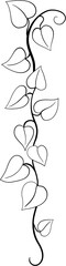 ivy plant drawing illustration.