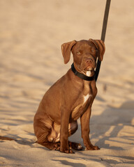 cute puppy on the beach