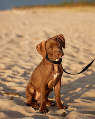 cute puppy with long ears on the beach in the sunset