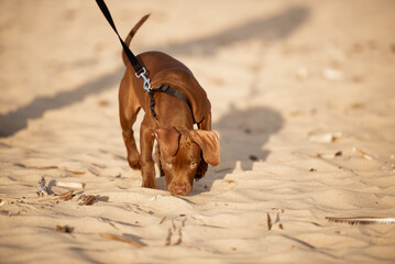 dog sniffing on the beach