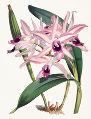 Beautiful Orchid flower. Laelia Elegans Orchid illustration. - obrazy, fototapety, plakaty