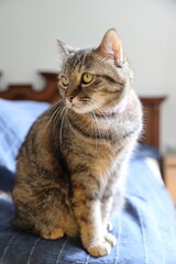Adult Tabby Cat