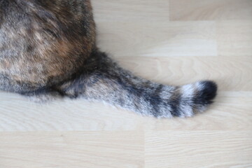Adult Tabby Cat
