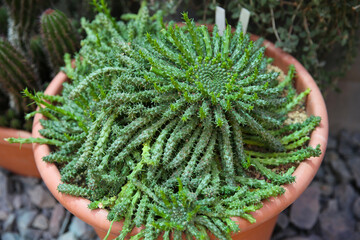 Beautiful exotic cactus in a pot closeup (euphorbiaceae)