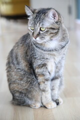 Obraz premium Adult Tabby Cat