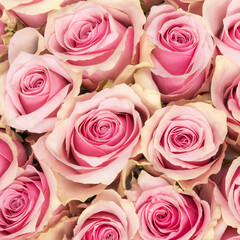 Square full frame top view of light pink blooming roses
