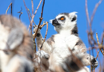 Lemur Catta (Maki) in nature