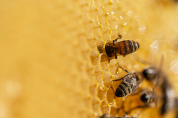 Working bees on honeycomb, closeup. Colony of bees in apiary. Beekeeping in countryside. Macro shot...
