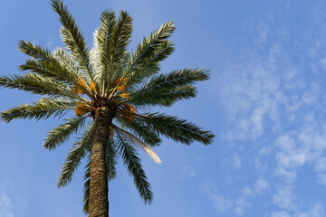 Palm tree branches against the blue sky.