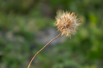 grass flowers on the side of the road