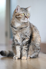 Adult Tabby Cat