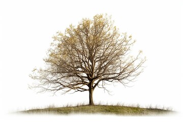 Hazel tree alone on white. Generative AI - obrazy, fototapety, plakaty