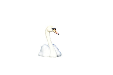 The white mute swan is out front.