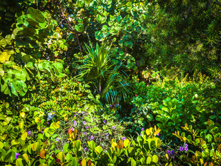 Close up view of a different variety of plants and flowers in Grand Cayman - 669574674