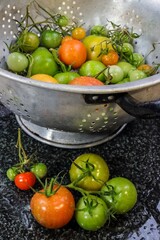 Tomatenernte in Schüssel