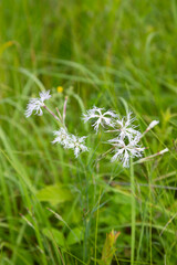 Blooming white Dianthus superbus on green grass