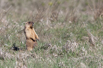 Bobak marmot stand on a grass on summer day