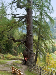 die vermutlich über 1000 jahre alten 