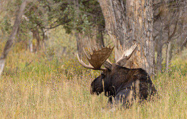Bull Moose in Autumn in Wyoming