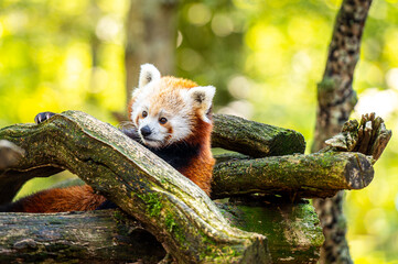 Panda roux