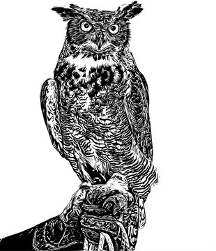 Realistic detailed sketch of a Great Horned Owl perched on a gloved hand.