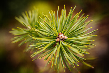 Vibrant Yellow Bloom in Fresh Outdoor Botanical Environment. A vibrant yellow flower in full bloom,...