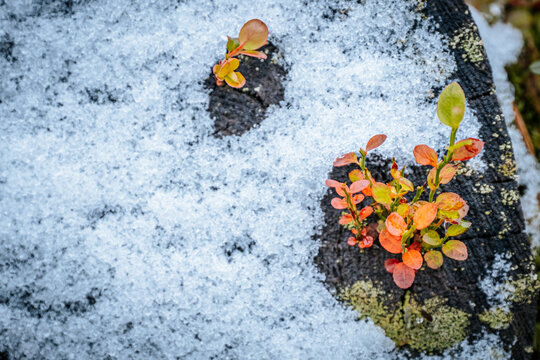 Colorful petals surrounded by cold and snow. Nature's Seasonal Transition Captured Through Macro Photography