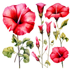 Vector set of red flowers. Floral poster, invitation floral. Vector arrangements for greeting card or invitation design