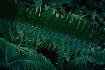 Tropical palm leaves and plants on dark background
