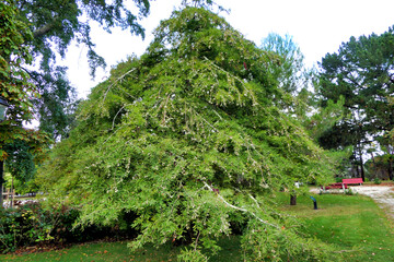 Weeping Bald Cypress Tree (Taxodium distichum) in Parc Mauresque, Arcachon, France.
