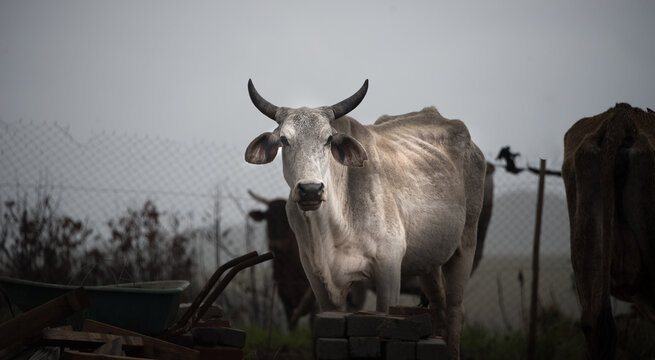 African cow on the pasture in a rural backyard of an African village
