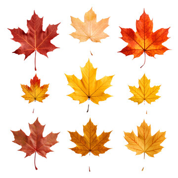 Collection of beautiful maple leaves on transparent background PNG.