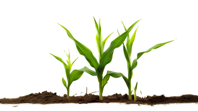 Small corn plants on transparent background PNG. Agricultural industry concept.