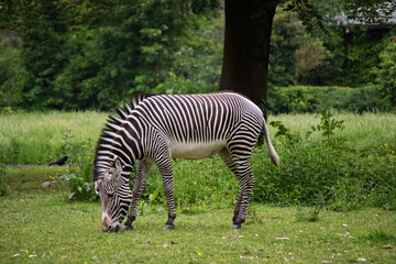 Fototapeta na wymiar Zebras im Augsburger Zoo