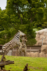 Fototapeta na wymiar zebras in zoo