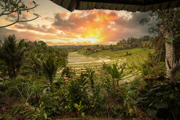 Rice terraces in the evening light. Beautiful green rice terraces overlooking the countryside. View...