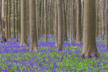 Hallerbos forest with bluebells flowers during springtime. Halle, Bruxelles, Belgium.