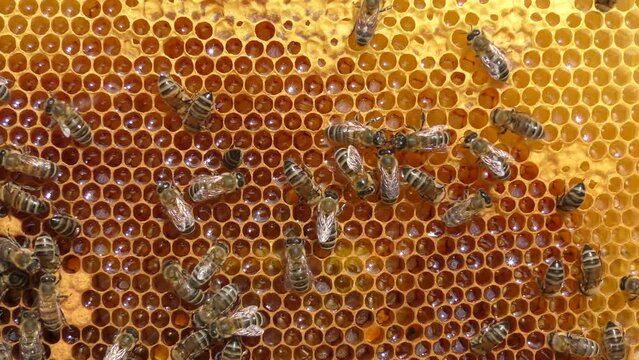 Bees work inside the hive, they process flower nectar into honey.