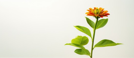 Slim Zinnia plant with small leaves