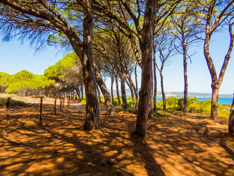Sant'Anna Pine Forest, Budoni, Sardinia
