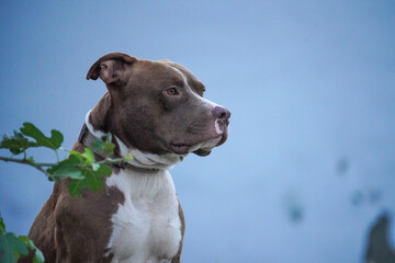 male Pitbull