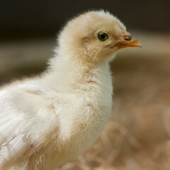 Young newborn chick isolated on blurred background