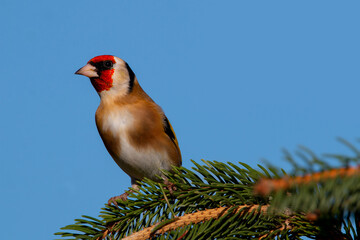 A european goldfinsh isolated on a branch of tree. Blue sky with colorful bird. Carduelis carduelis.