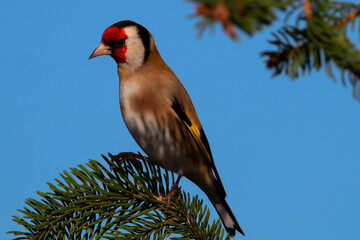 A European goldfinsh isolated on a branch of tree. Blue sky with colorful bird. Carduelis carduelis.