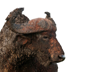 Buffalo Bull Cynceros caffer