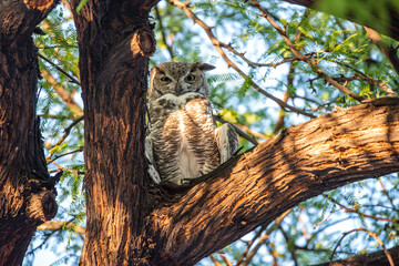 Great Horned Owl in a tree